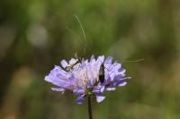 Nemophora metallica