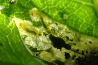 Epermenia chaerophyllella