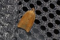 Clepsis consimilana