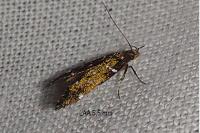 Argolamprotes micella