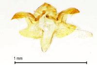 Argolamprotes micella