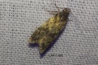 Gelechia muscosella