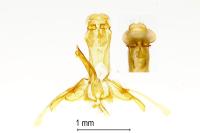 Gelechia muscosella
