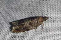 Ancylis achatana