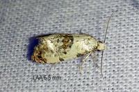 Neocochylis hybridella