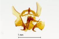 Neocochylis hybridella