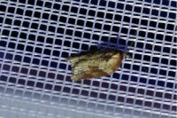 Acleris schalleriana