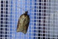 Acleris schalleriana