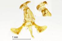 Pexicopia malvella