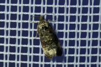Endothenia gr. gentianaeana