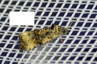Endothenia