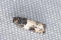 Gypsonoma sociana