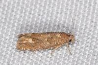 Pelochrista caecimaculana