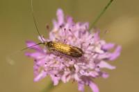 Nemophora metallica