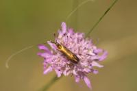 Nemophora metallica