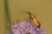 Nemophora metallica