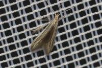Coleophora
