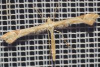 Gillmeria ochrodactyla
