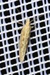 Plutella xylostella