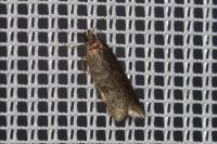 Oxypteryx unicolorella
