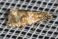 Celypha lacunana