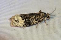 Apotomis turbidana