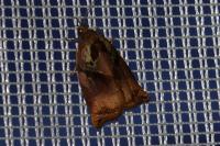 Archips podana