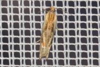 Eucosma gr. cana