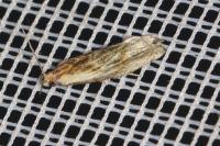 Eucosma gr. cana