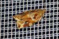 Archips xylosteana