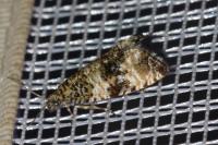 Celypha rurestrana