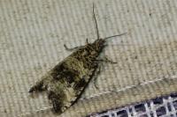 Celypha rurestrana