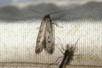 Hypatopa binotella