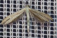 Adaina microdactyla