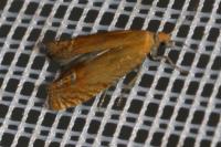 Lathronympha strigana