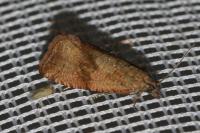 Celypha striana