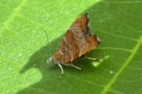 Choreutis nemorana