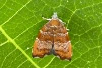Choreutis nemorana