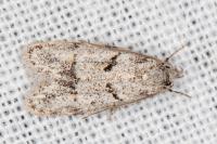 Symmoca signatella