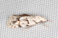 Symmoca signatella