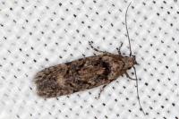 Carpatolechia decorella