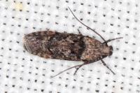 Carpatolechia decorella