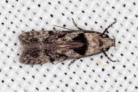 Carpatolechia decorella