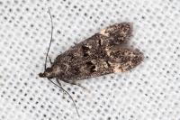Dichomeris alacella