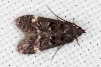 Dichomeris alacella