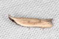 Mesophleps corsicella