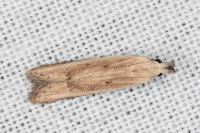 Mesophleps corsicella