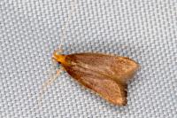 Eurodachtha pallicornella