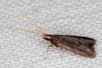 Lecithocera nigrana