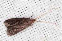 Lecithocera nigrana